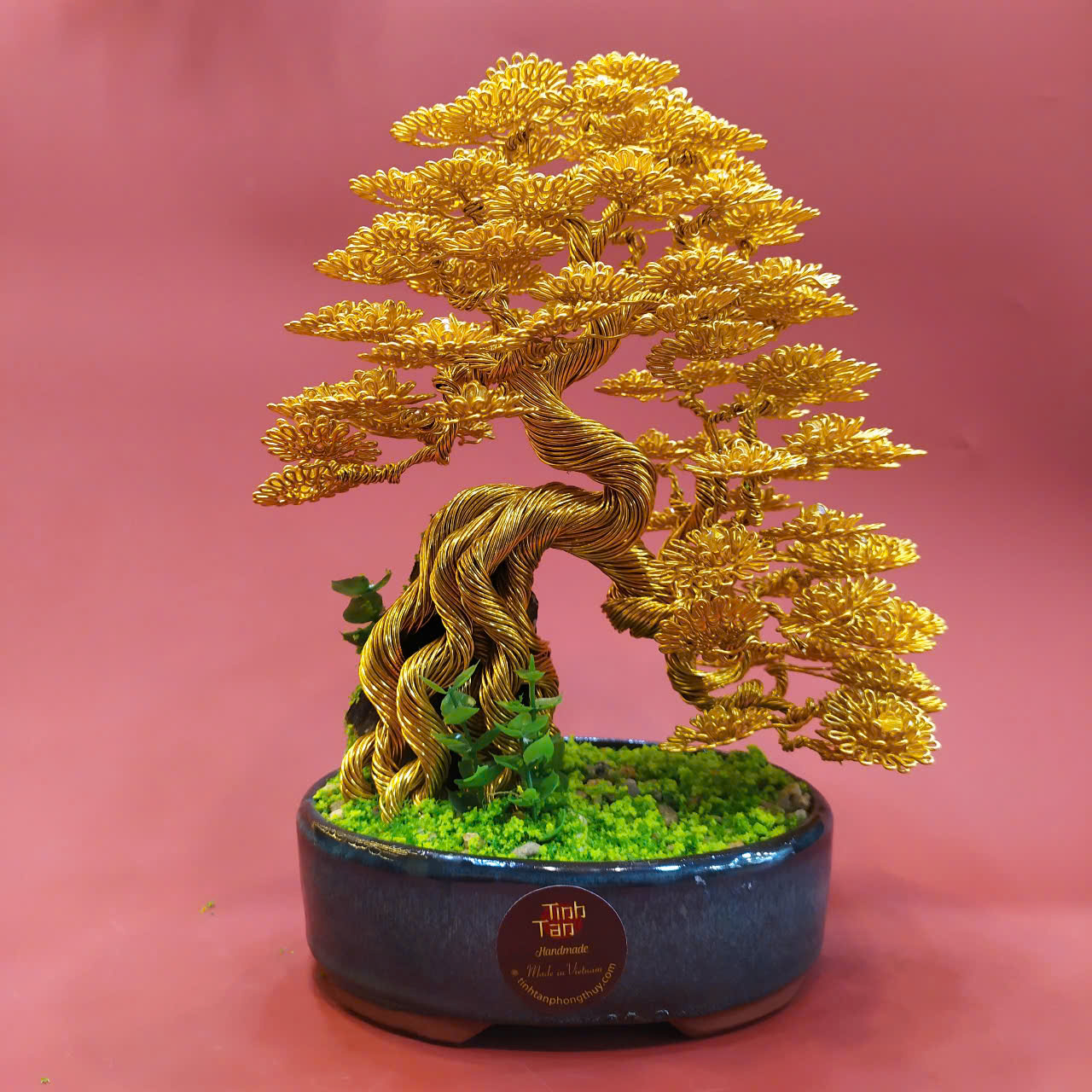 Lucky tree - Over rock bonsai size 1
