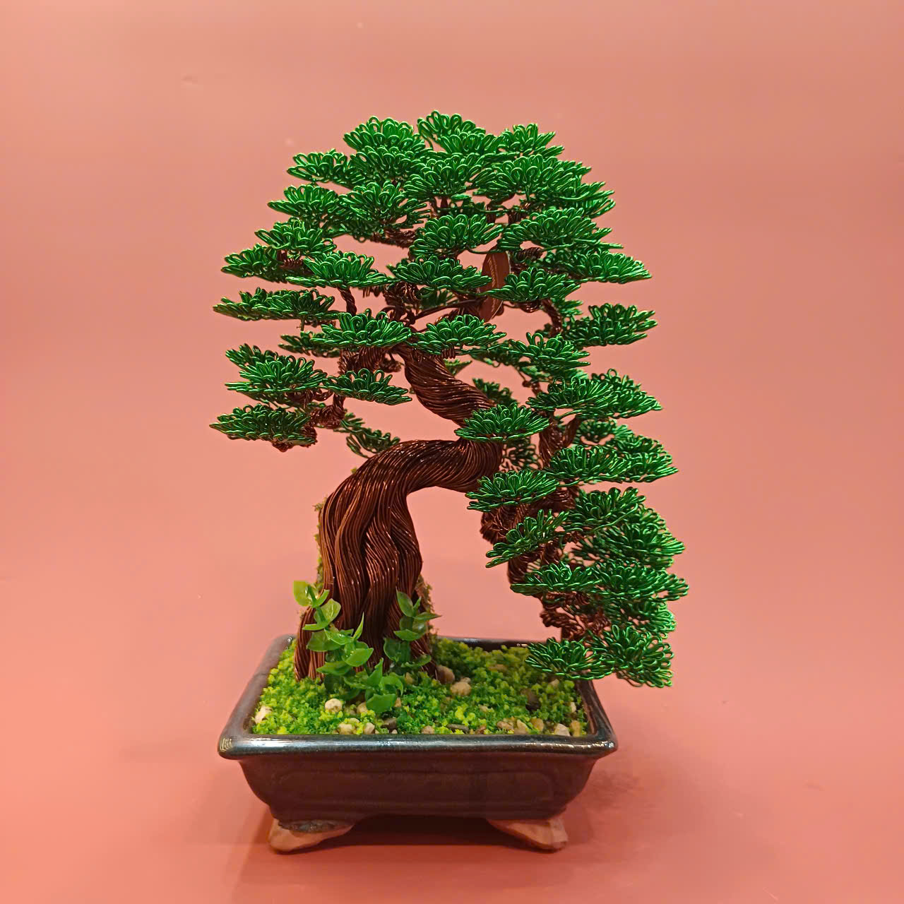 Lucky tree - over rock bonsai size 1